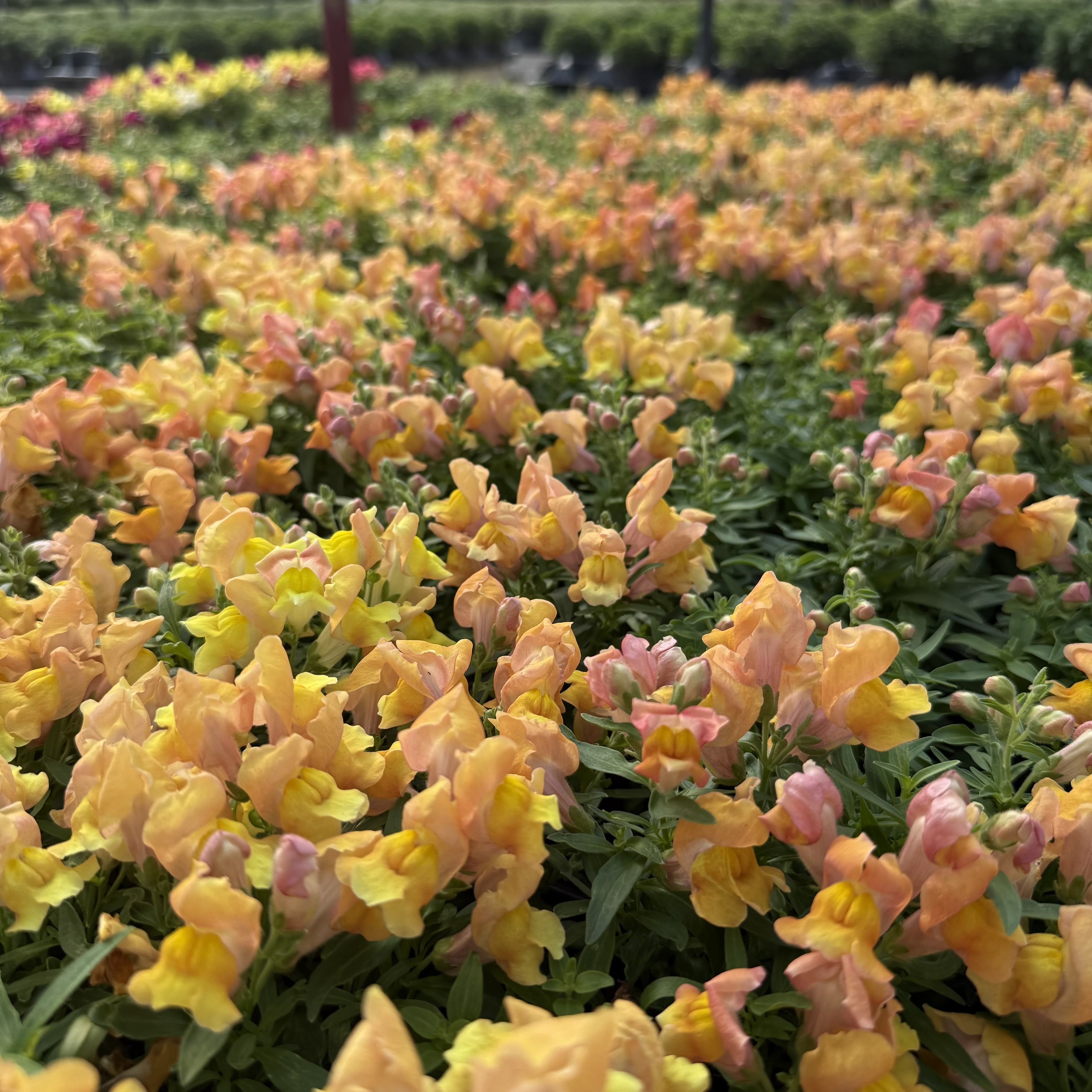 IMG 5361